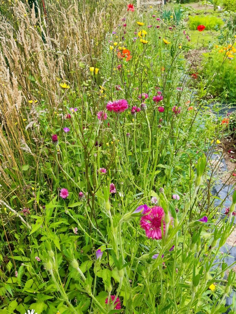 wildflower mini-meadow