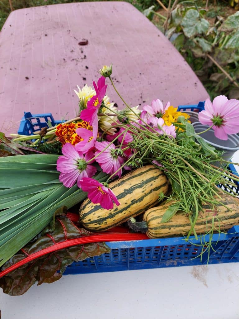 a basket a day