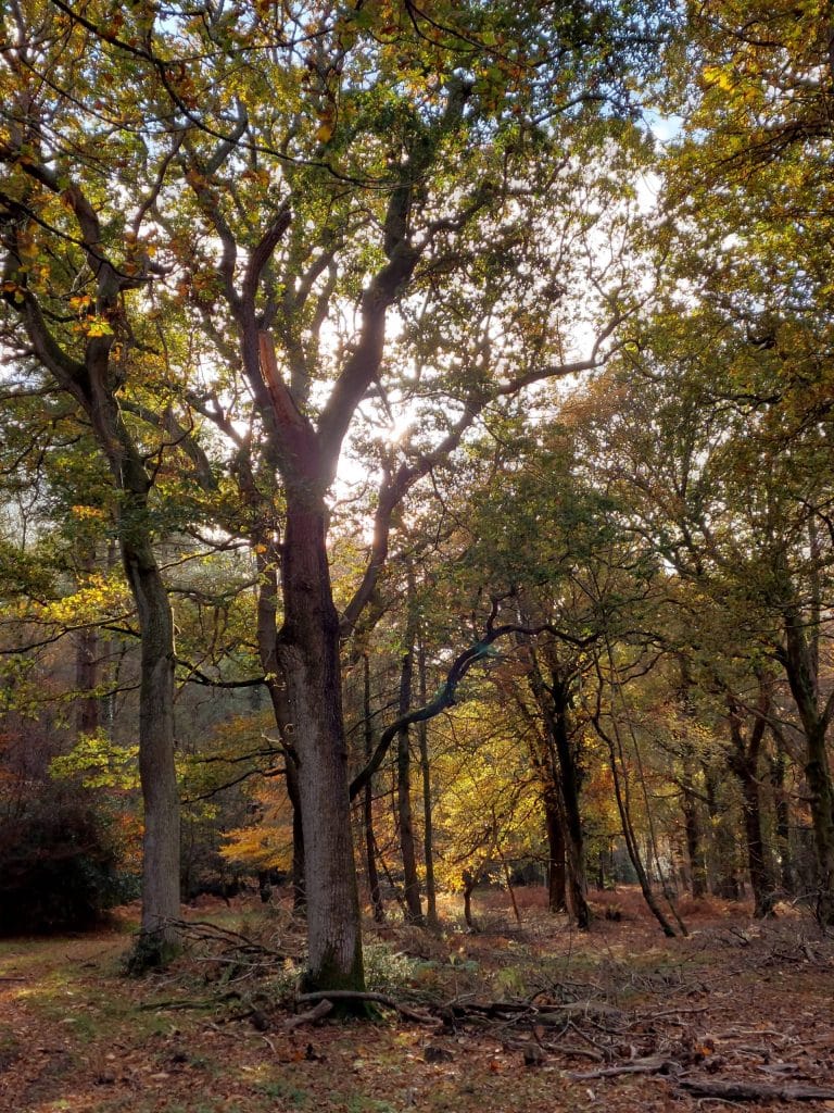 Setthorns Inclosure