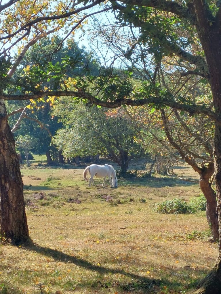 pony at Ranswood