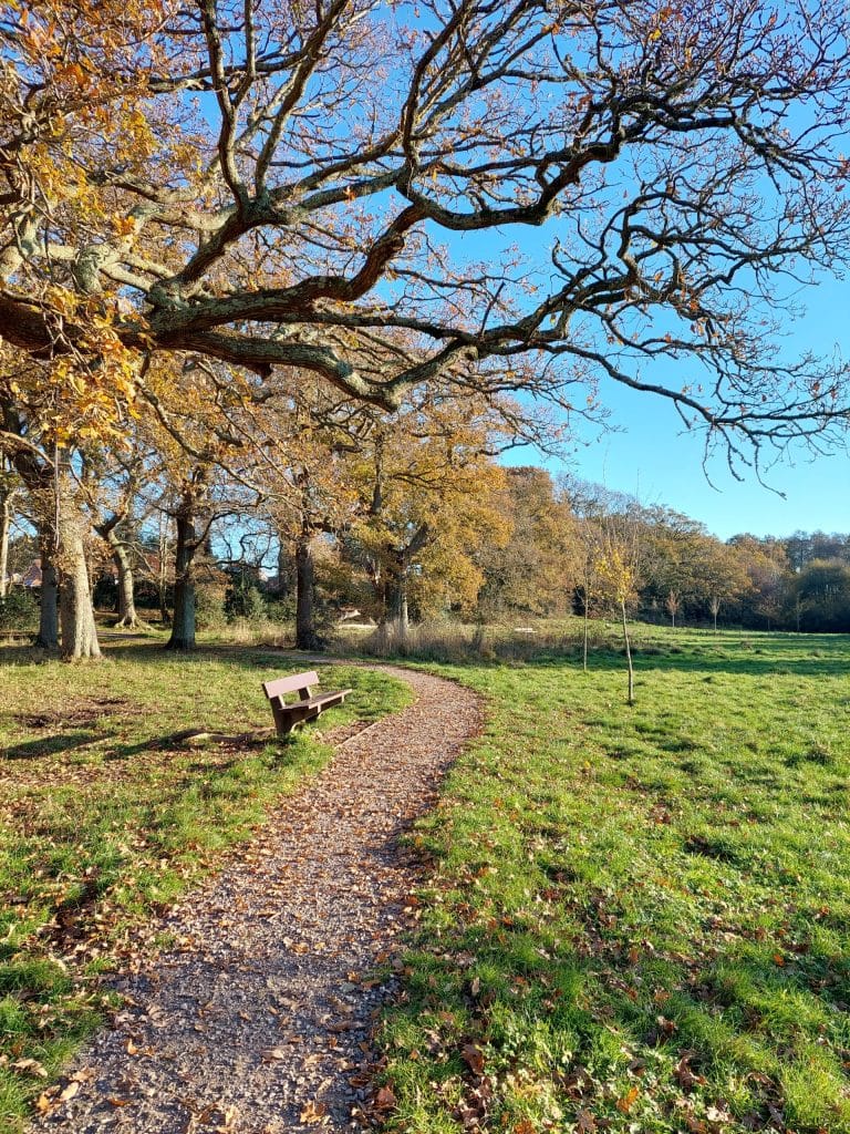 Alexander woods