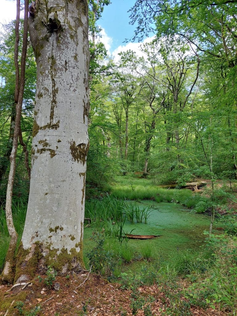 the pond