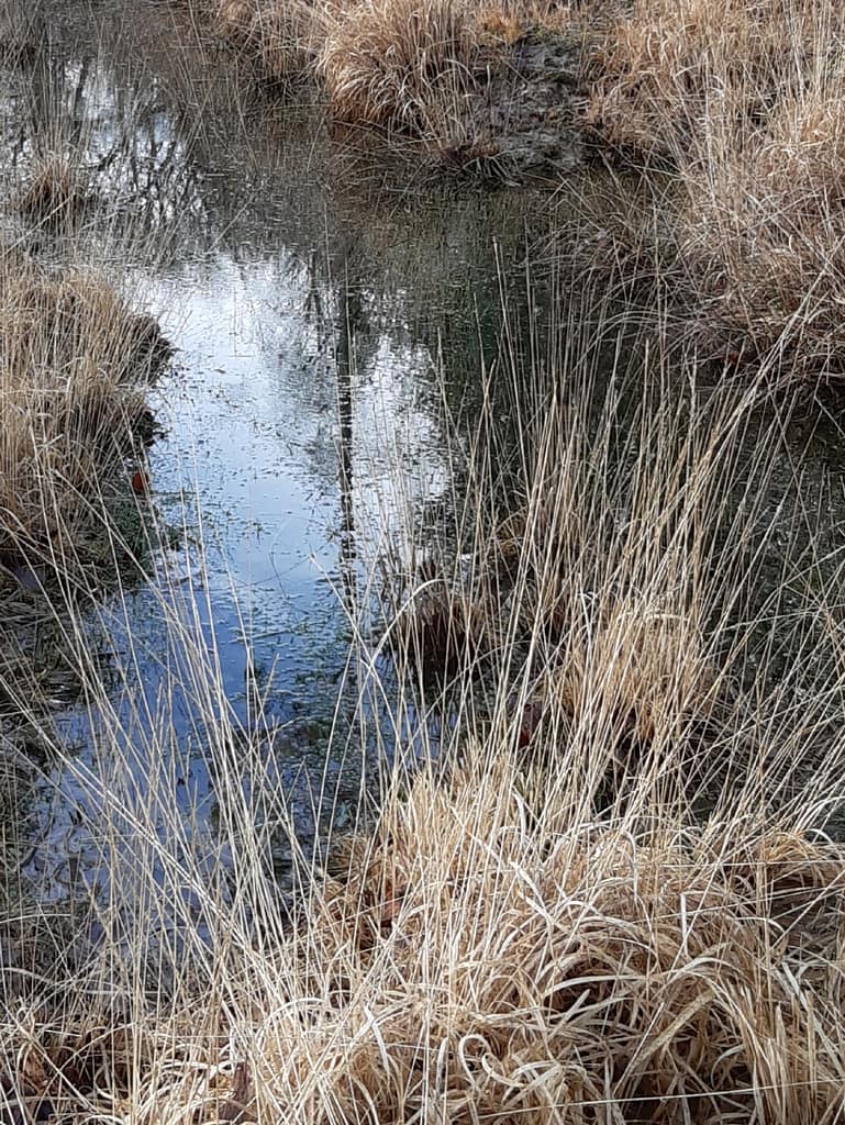 icy bogs in Denny Wood