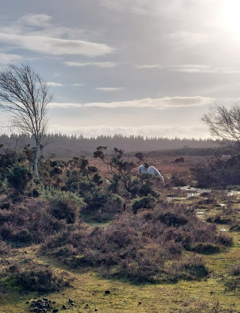 winter at Crockford