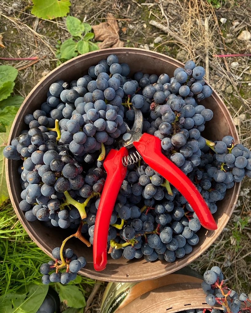 Pinot noir from Brook Hill