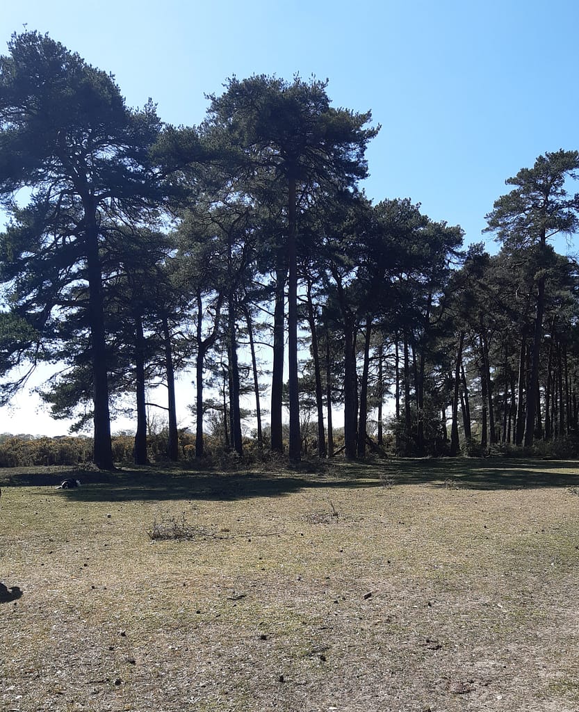 fir copse