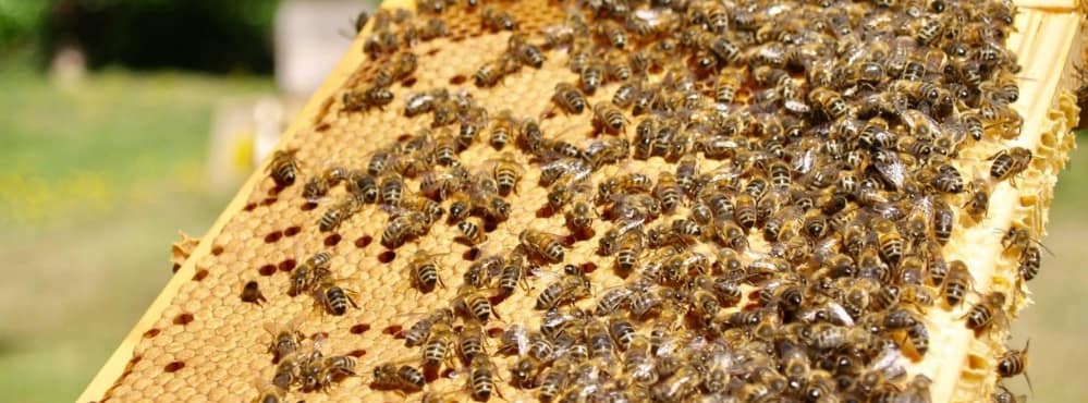 busy bees